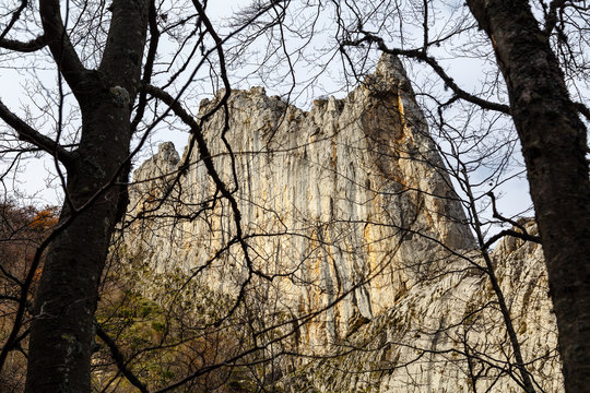Vista entre los árboles de pared vertical de roca. Hayedo de Cabornera de Gordón, León, España.