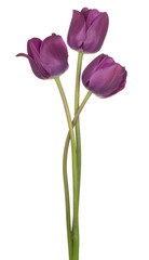 Obraz premium tulip flower isolated