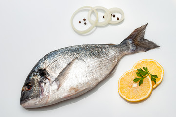 fresh fish in studio