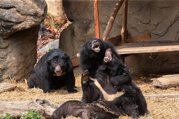 Bears in a zoo are playing.