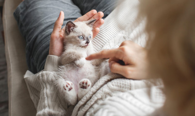 Kitten playing with man © Tatyana Gladskih