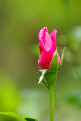 Red rose in garden with green blurry background