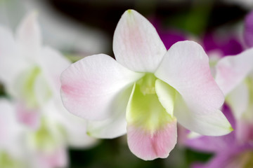Fototapeta na wymiar Close-up beautiful white and soft pink orchids flower (Dendrobium) in tropical botanic garden. White and soft pink orchids in green house ornamental houseplant in garden.