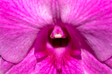 Close-up beautiful purple orchids (Dendrobium) flower in tropical botanic garden. Macro natural...