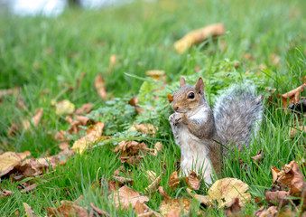 Naklejka na ściany i meble Grey Squirrel feeding on the ground with Autumn leaves. United Kingdom