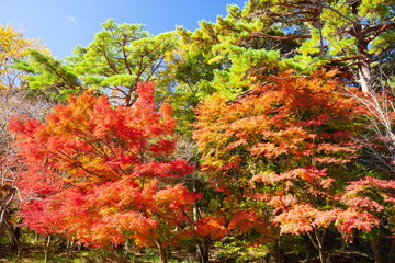 再度公園の紅葉、神戸市北区六甲山にて