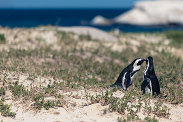 Fototapeta premium Penguin Couples