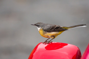 Yellow Wagtail on car wing mirror. UK