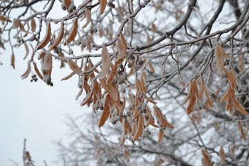 Красивый зимний  пейзаж в лесах и парках 