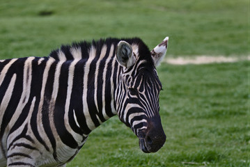 Fototapeta na wymiar A photo zebra standing in a field of green grass. Photo depicts only the head an shoulders.