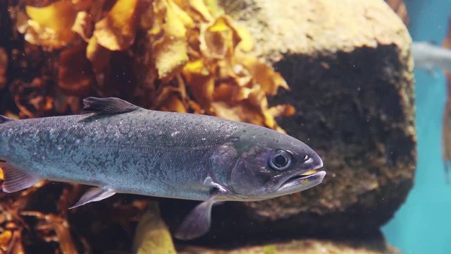 ギンザケ　-Silver Salmon-
