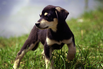 Naklejka na ściany i meble playful dog in nature. funny puppy 