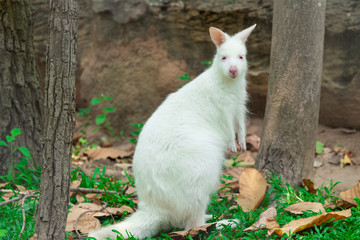 white kangaroo with natural backgroung in zoo