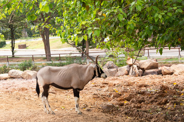 a antelope species called oryxes
