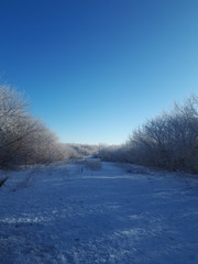 Obraz na płótnie Canvas beautiful blue sky over snow covered forest