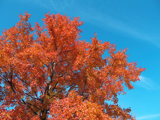 トウカエデ　木　紅葉　秋　日本　