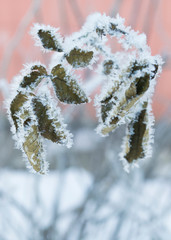 Красивый зимний  пейзаж в лесах и парках 