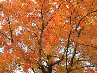 トウカエデ　木　紅葉　秋　日本　