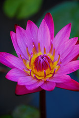 Pink lotus flower with yellow pollen, blurry green leaves background.