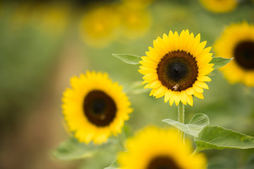 Sunflower in a field