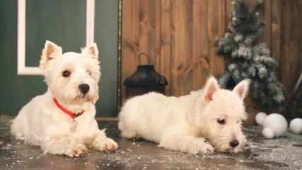 West highland white terrier dogs waiting for Christmas.
