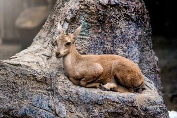 A miniature baby mountain goat rests atop a jagged rock in the shade.