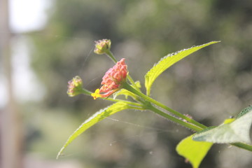 bud of a flower