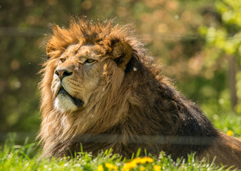 portrait of lion male laying on the ground in sun light