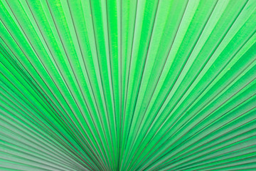 Obraz premium Palm leaves fresh green texture natural abstract background.