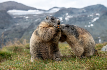 Murmeltiere (Marmota) in den Alpen