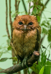 small brown owl sitting on a branch