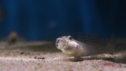 マハゼのあくび　-Yellowfin Goby-