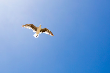 A flying seagull from below, bright blue sky, copyspace