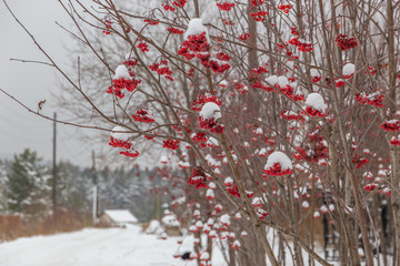snow covered trees with red berries