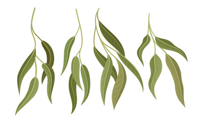 Willow Eucalyptus Branches with Leaves Vector Set. Botanical Design Elements