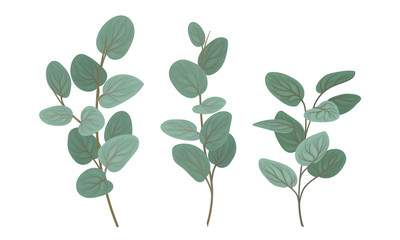 Eucalyptus Branches with Leaves Vector Set. Botanical Design Elements