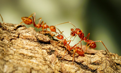 Ants behavior Red ants walking on trees