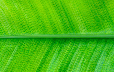 Banana leaves,closeup texture of green banana leaf