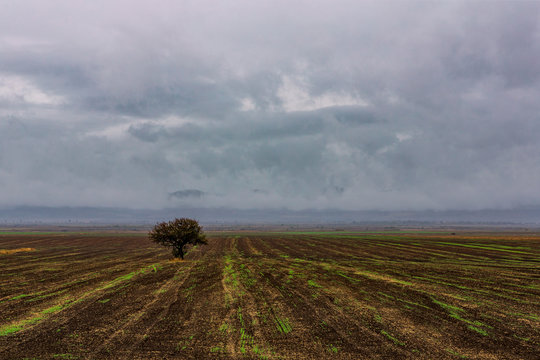 lonely tree in the field against the background of dramatic sky. natural light. a tree in the fields of gloomy and rainy weather. 