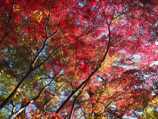 紅葉　木漏れ日