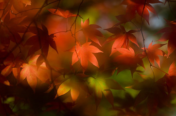 Autumn foliage