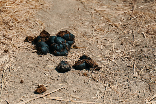 Horse dung or manure. A pile of horse dung or manure on the ground.