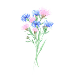 Watercolor bouquet of wildflowers blue and pink cornflower. Delicate simple bouquet will decorate your design for a wedding invitation or greeting card, photo album and other creative projects.