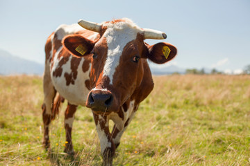 cow on the field