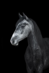 Portrait of a beautiful young horse on black background.