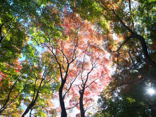 Obraz premium 紅葉 木漏れ日