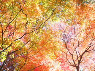 紅葉　木漏れ日