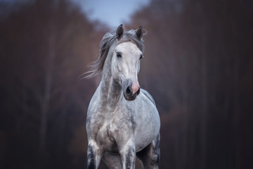 Close up portrait of a purebred arabian stallion running free on the beautiful nature background. 