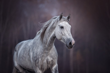 Close up portrait of a purebred arabian stallion running free on the beautiful nature background. 
