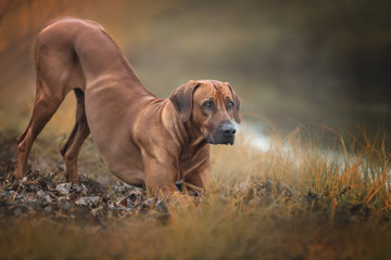 Beautiful rhodesian ridgeback dog making a bow on the nature background.